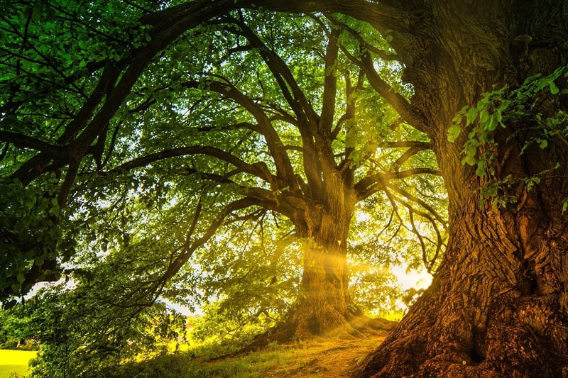 Enchanted forests