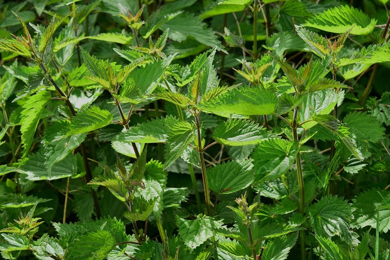 Magical herbs