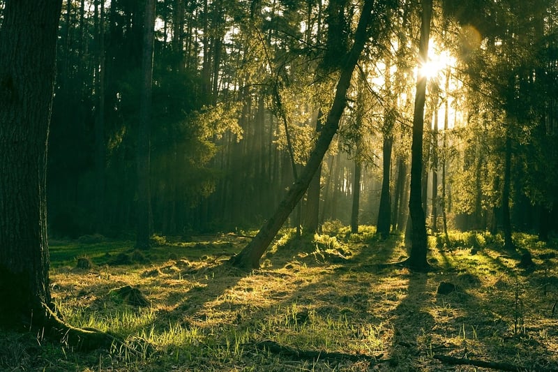 Mystical trees