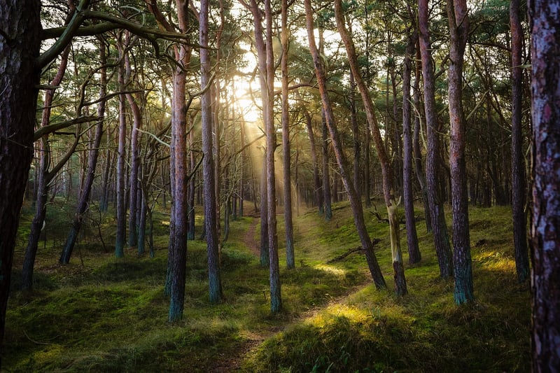 Enchanted Forest Path