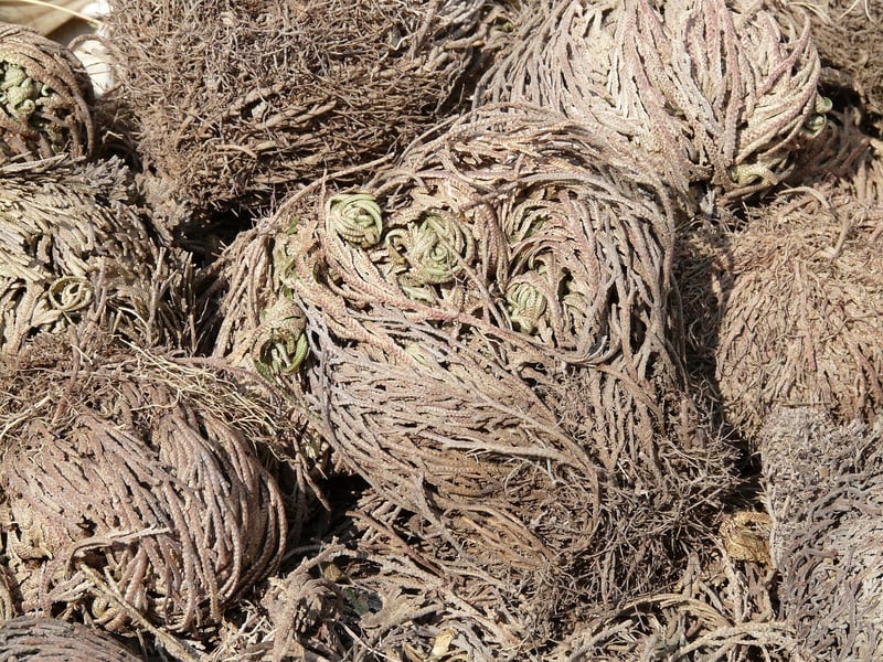Resurrection Plant